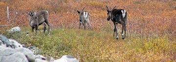 Caribouherde am Dalton Highway