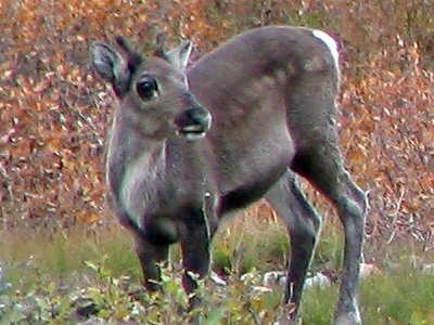 Caribou am Dalton Highway