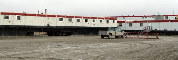 Caribou am Dalton Highway