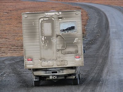 Caribou am Dalton Highway