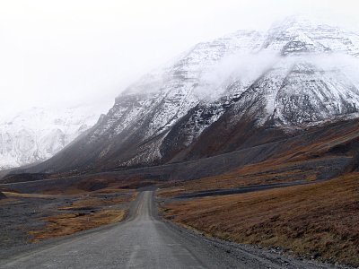 Caribouherde am Dalton Highway